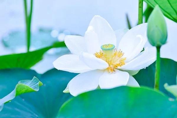 “八气”浩荡自为人中豪杰 还要有点傲气!