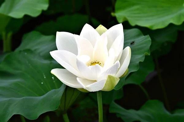 “八气”浩荡自为人中豪杰 还要有点傲气!