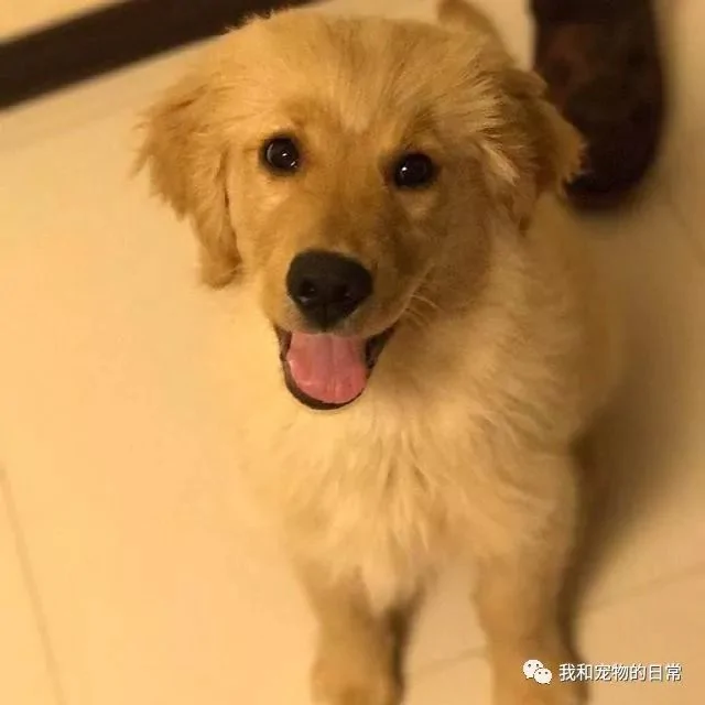 金毛嫌热偷开冰箱乘凉 幸亏发现的早 要不然翻倍的可就不是这一个月的电费啊!