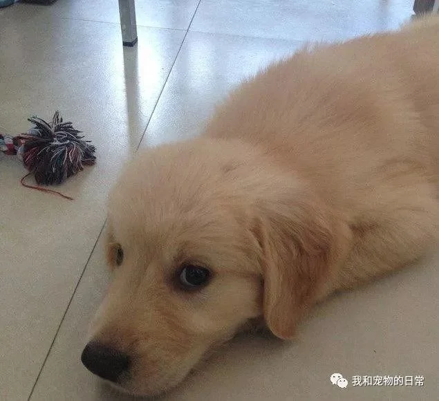 金毛嫌热偷开冰箱乘凉 幸亏发现的早 要不然翻倍的可就不是这一个月的电费啊!