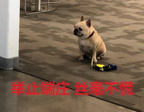 餐厅不让狗狗进 于是这只汪淡定地等在门口:不能慌 要端庄