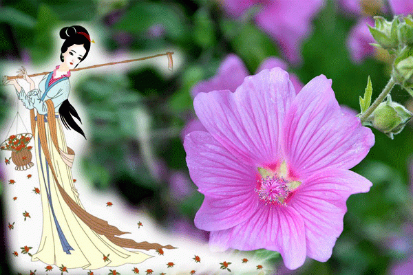 红楼梦:十二金钗与花 花即美人 美人如花 大观园 既是女儿国 又是百花园