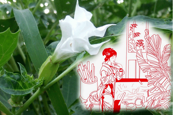 红楼梦:十二金钗与花 花即美人 美人如花 大观园 既是女儿国 又是百花园
