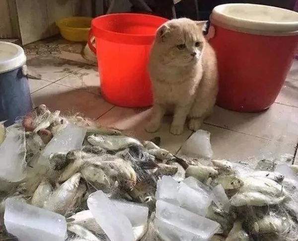 主人扛了一大筐的鱼给猫咪 结果猫咪反应太真实 网友笑疯!