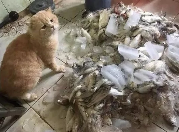 主人扛了一大筐的鱼给猫咪 结果猫咪反应太真实 网友笑疯!