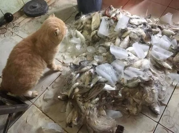 主人扛了一大筐的鱼给猫咪 结果猫咪反应太真实 网友笑疯!