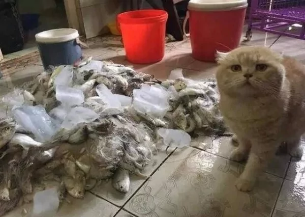 主人扛了一大筐的鱼给猫咪 结果猫咪反应太真实 网友笑疯!