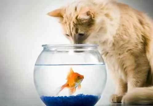 主人扛了一大筐的鱼给猫咪 结果猫咪反应太真实 网友笑疯!