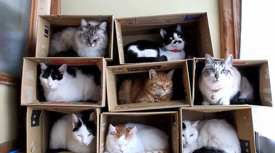 一只猫一个洞!喵喵军团陆续入住纸箱公寓 选最爱房间!