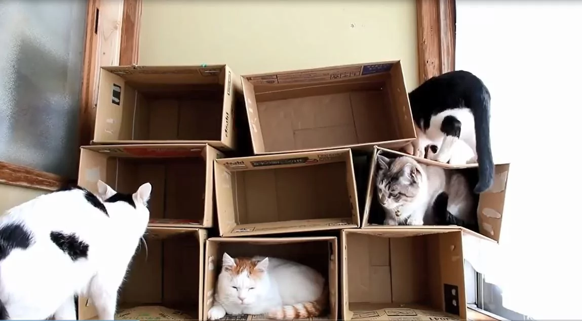 一只猫一个洞!喵喵军团陆续入住纸箱公寓 选最爱房间!