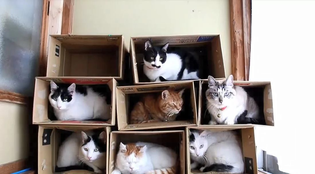 一只猫一个洞!喵喵军团陆续入住纸箱公寓 选最爱房间!