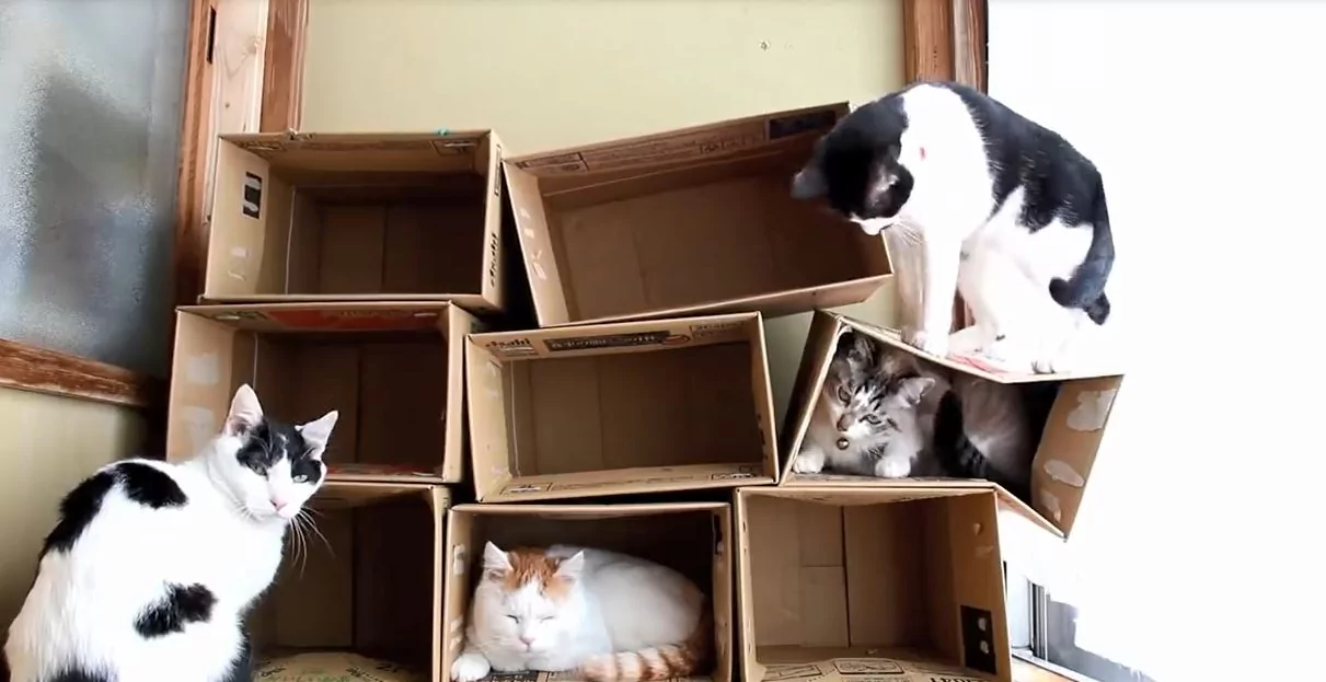 一只猫一个洞!喵喵军团陆续入住纸箱公寓 选最爱房间!