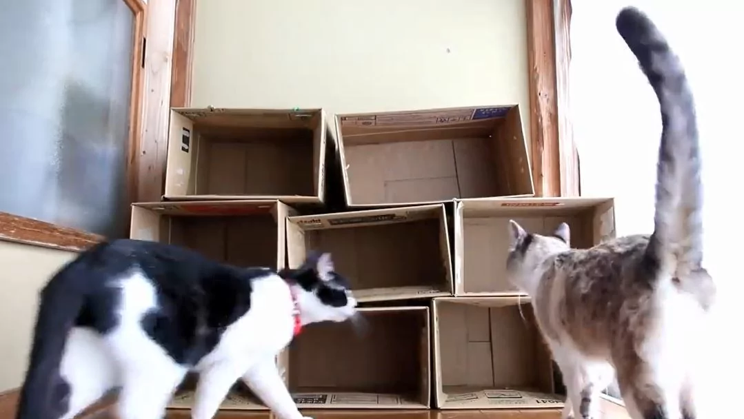 一只猫一个洞!喵喵军团陆续入住纸箱公寓 选最爱房间!