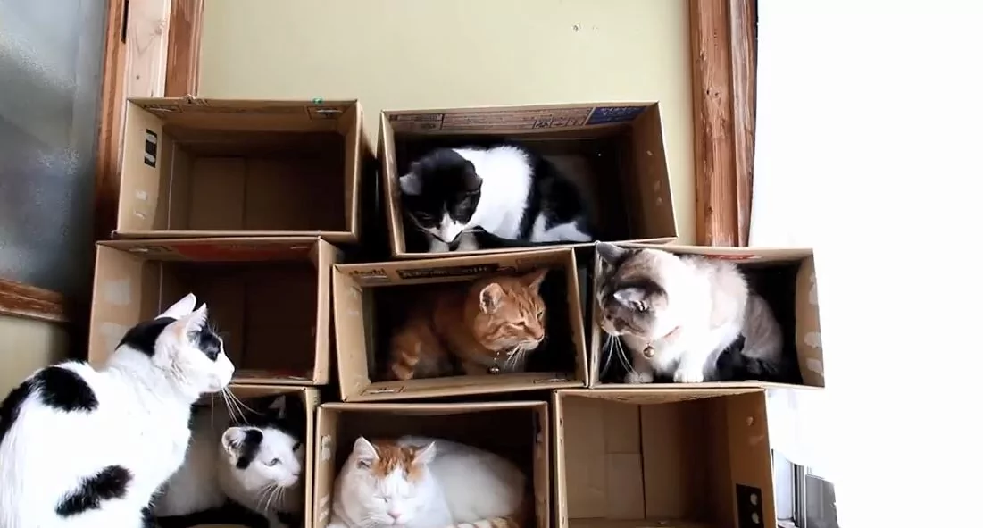 一只猫一个洞!喵喵军团陆续入住纸箱公寓 选最爱房间!