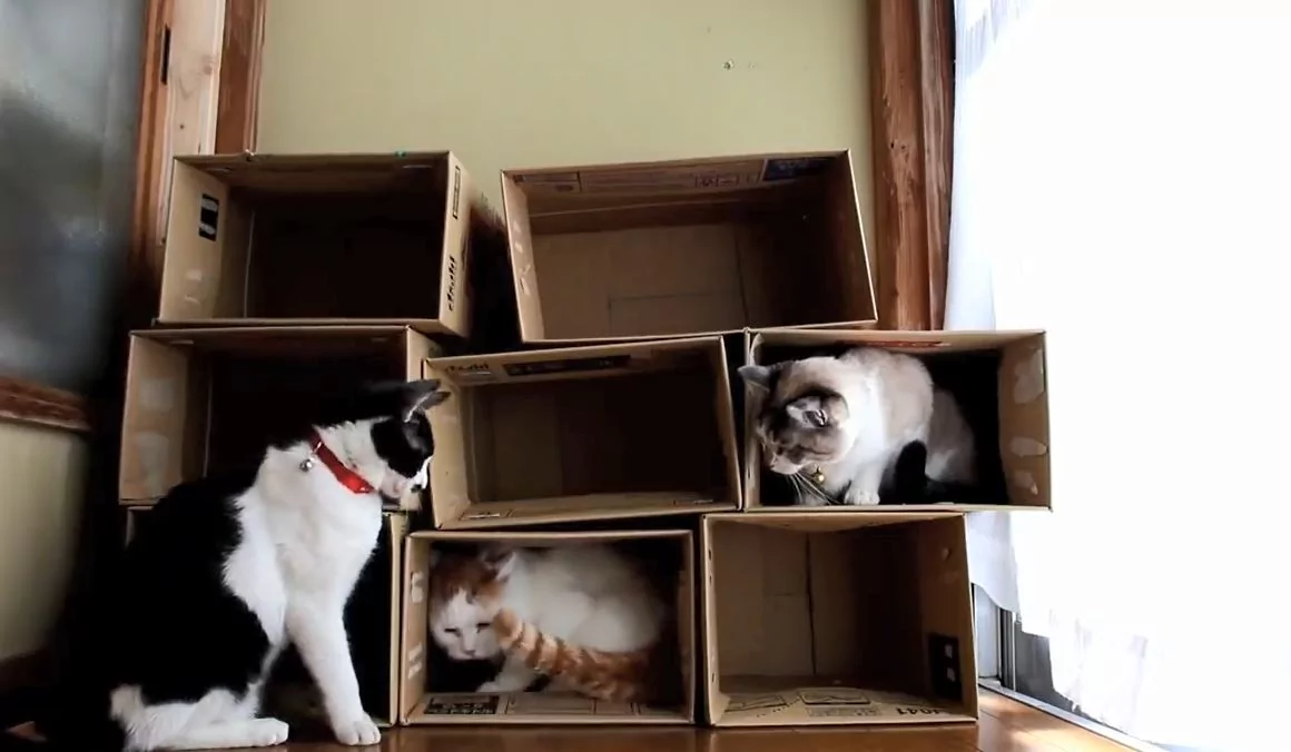 一只猫一个洞!喵喵军团陆续入住纸箱公寓 选最爱房间!