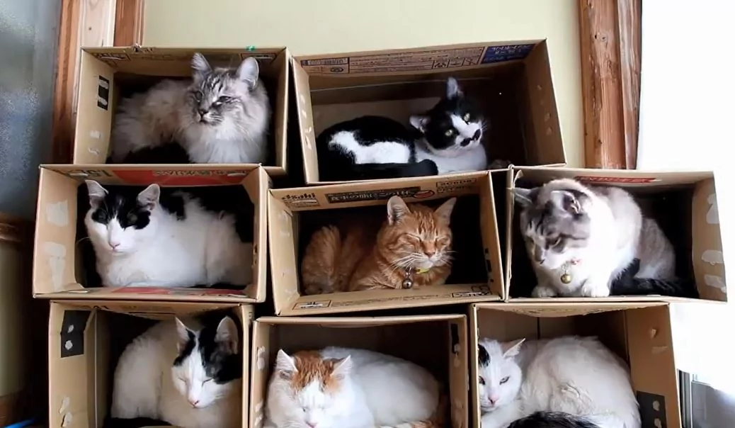 一只猫一个洞!喵喵军团陆续入住纸箱公寓 选最爱房间!
