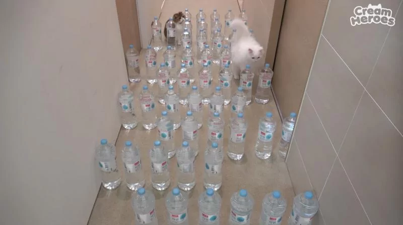 主人打造出一个“迷宫” 下一秒猫咪 “集体暴冲” 网友笑歪!
