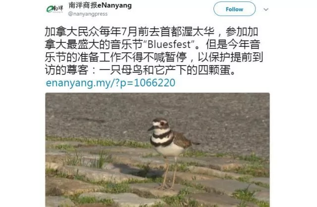 一只鸟和4颗蛋占领了加拿大音乐节舞台中央 专家来为小鸟搬家!