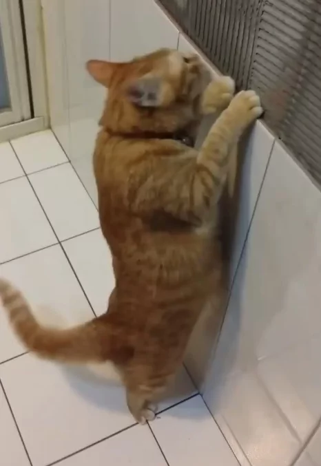 橘猫找不到虫虫 不甘心 对女主人狂讲人话:没有~没有~