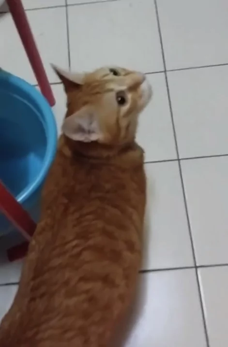 橘猫找不到虫虫 不甘心 对女主人狂讲人话:没有~没有~