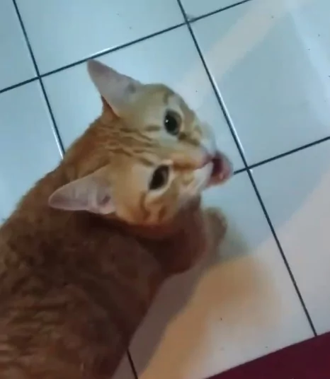 橘猫找不到虫虫 不甘心 对女主人狂讲人话:没有~没有~