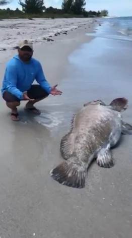 触目惊心 佛州海滩惊现海洋生物尸体