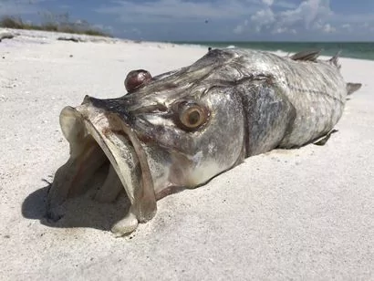 触目惊心 佛州海滩惊现海洋生物尸体
