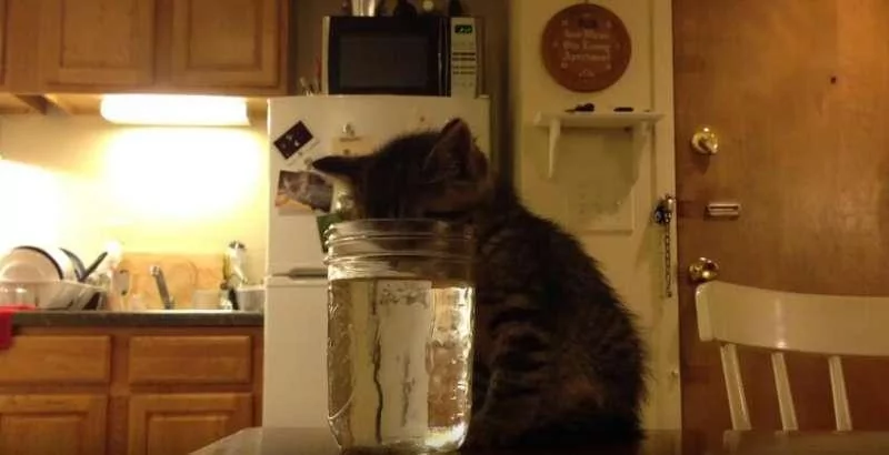 小猫头伸进水瓶里一动不动 主人查看 却一秒笑喷!