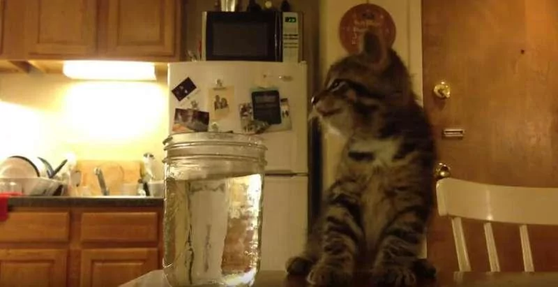 小猫头伸进水瓶里一动不动 主人查看 却一秒笑喷!