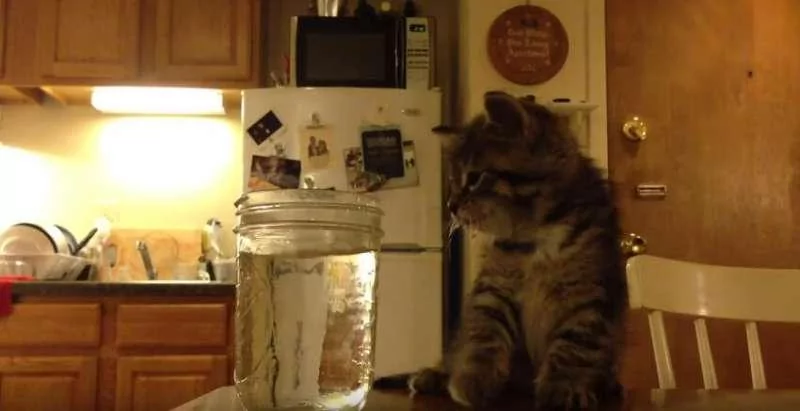 小猫头伸进水瓶里一动不动 主人查看 却一秒笑喷!