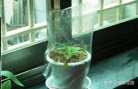 快要死的花 用这种方法能够救过来!