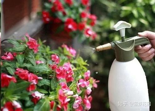 快要死的花 用这种方法能够救过来!