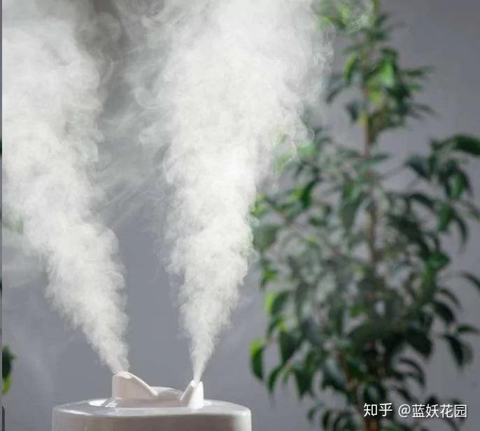 快要死的花 用这种方法能够救过来!