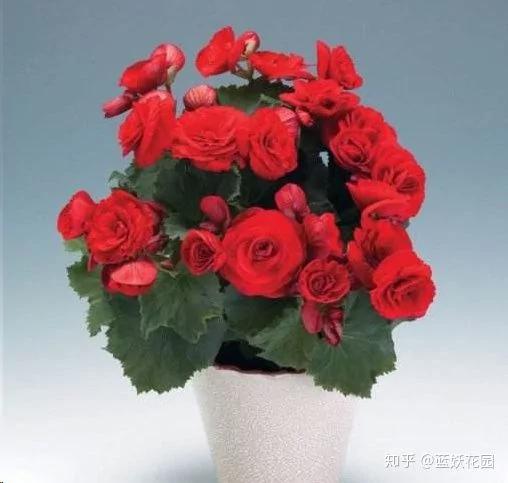 快要死的花 用这种方法能够救过来!