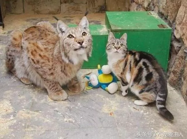 猫咪误入豹猫领地 以为会被吃掉 没想到却成了豹猫的大王!