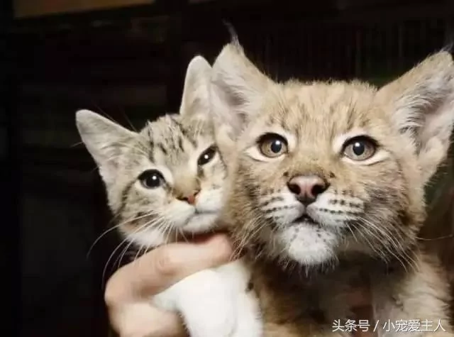 猫咪误入豹猫领地 以为会被吃掉 没想到却成了豹猫的大王!