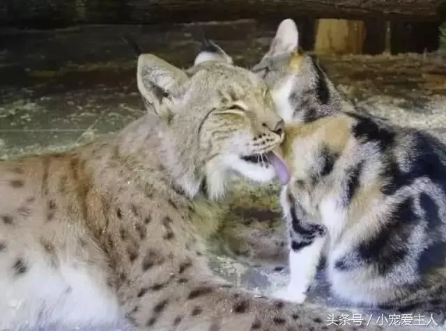 猫咪误入豹猫领地 以为会被吃掉 没想到却成了豹猫的大王!