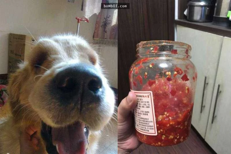 黄金猎犬把“半罐辣椒酱”吞下肚子 结果主人看后 笑到缺氧!