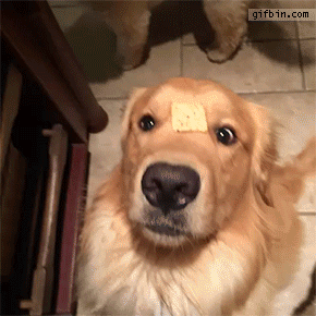黄金猎犬把“半罐辣椒酱”吞下肚子 结果主人看后 笑到缺氧!