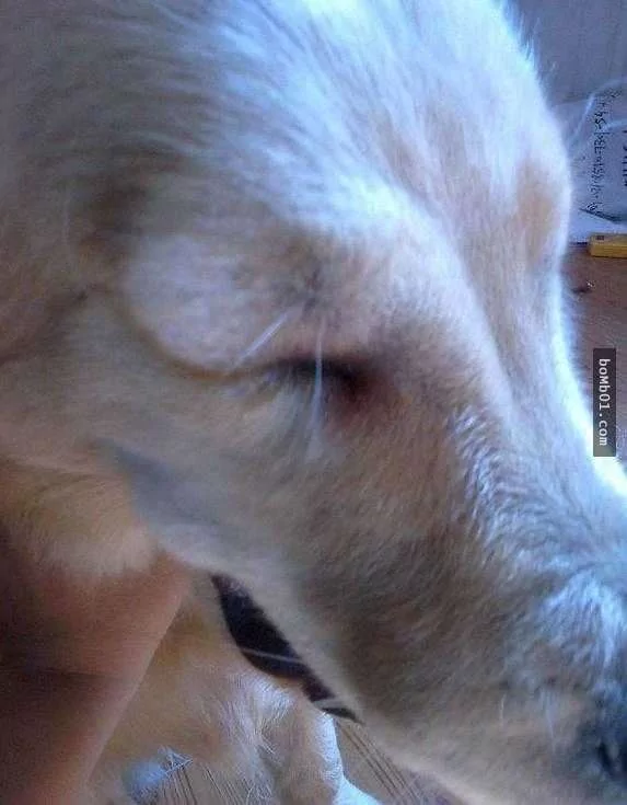 黄金猎犬把“半罐辣椒酱”吞下肚子 结果主人看后 笑到缺氧!