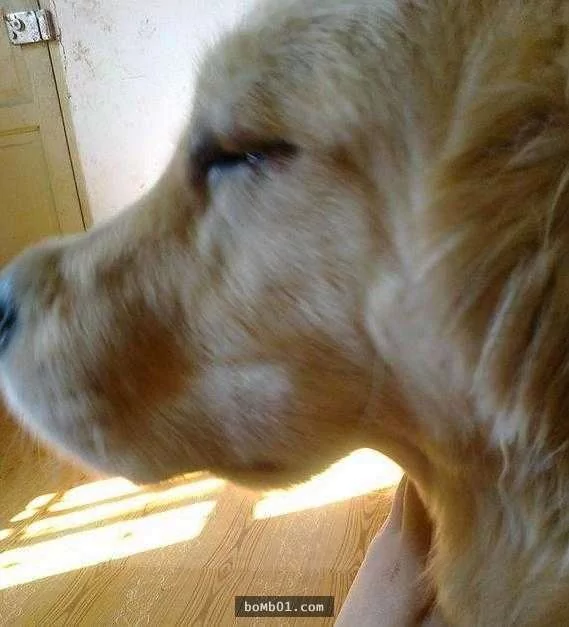 黄金猎犬把“半罐辣椒酱”吞下肚子 结果主人看后 笑到缺氧!