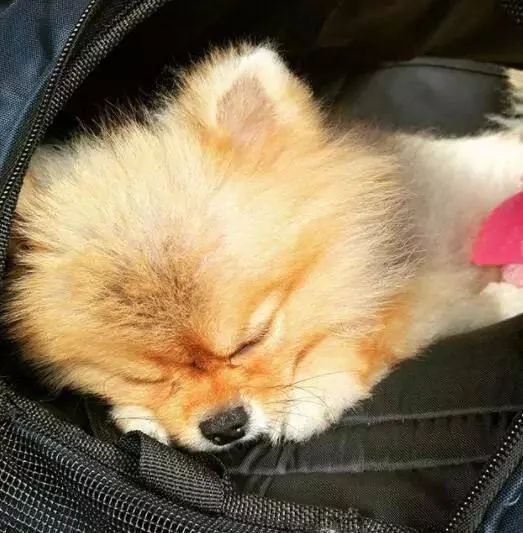 “在我最落魄的时候 是我的狗收留了我”