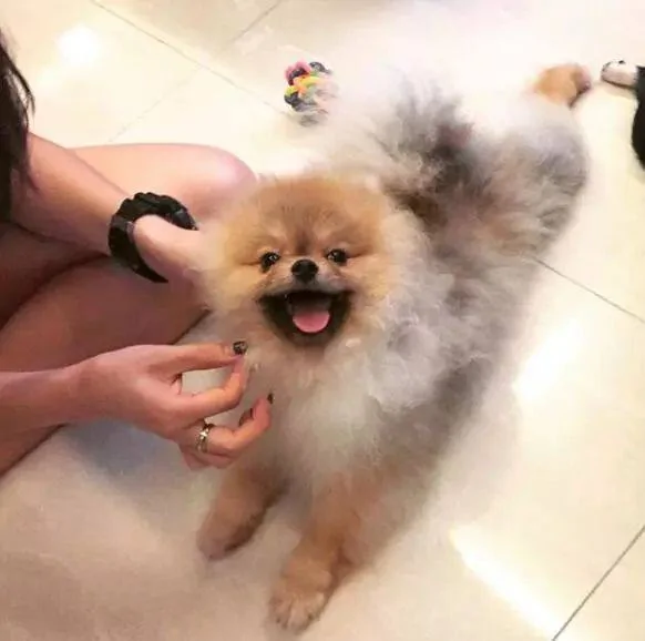 “在我最落魄的时候 是我的狗收留了我”