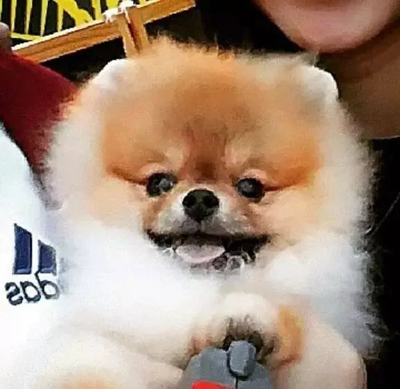 “在我最落魄的时候 是我的狗收留了我”