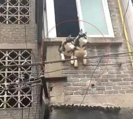 每天下班回家 网友家里的哈士奇的欢迎仪式有点厉害:它俩果然很纯