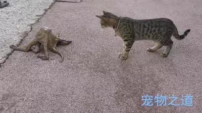 主人带着猫咪去散步 在岸边发现一只章鱼 拉着章鱼的脚就不松开了!