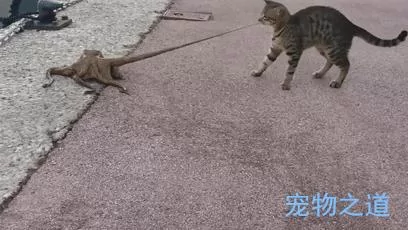 主人带着猫咪去散步 在岸边发现一只章鱼 拉着章鱼的脚就不松开了!