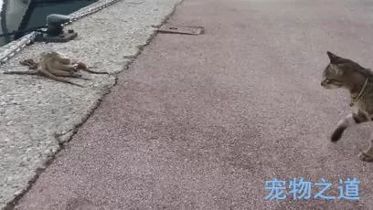 主人带着猫咪去散步 在岸边发现一只章鱼 拉着章鱼的脚就不松开了!