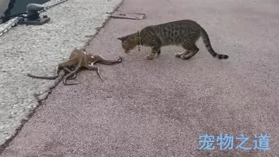 主人带着猫咪去散步 在岸边发现一只章鱼 拉着章鱼的脚就不松开了!
