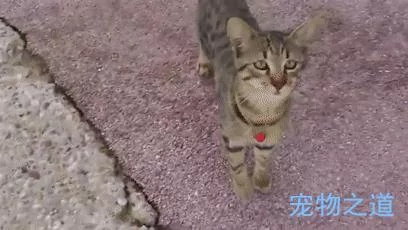 主人带着猫咪去散步 在岸边发现一只章鱼 拉着章鱼的脚就不松开了!